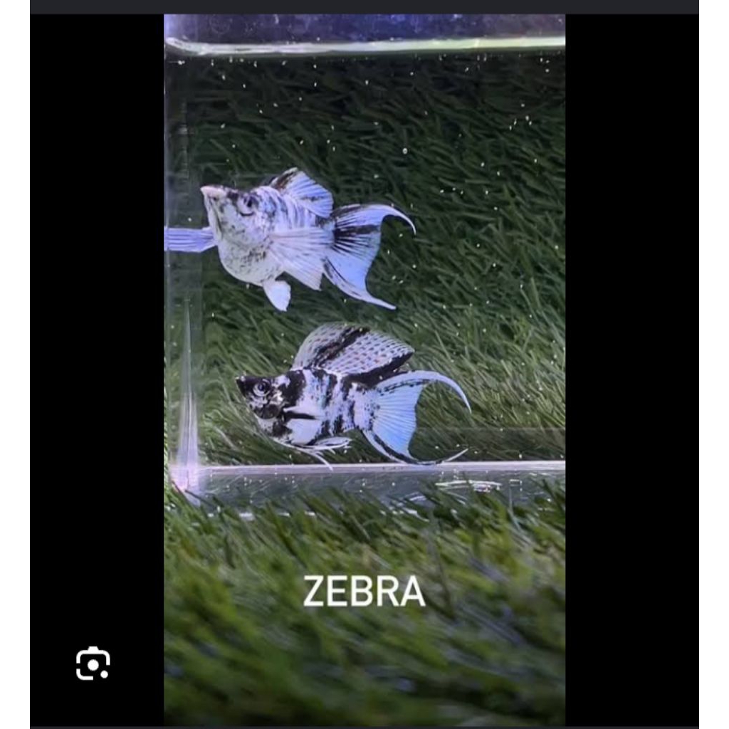 MOLLY ZEBRA CAWANG