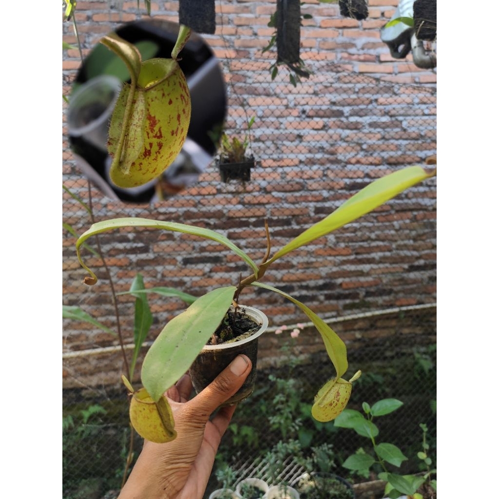 tanaman hias Nepenthes ampullaria green bercak