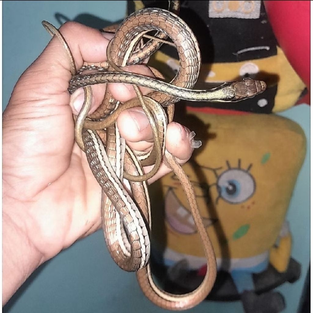 Tali picis/Tampar/Dendrelapis pictus jumbo