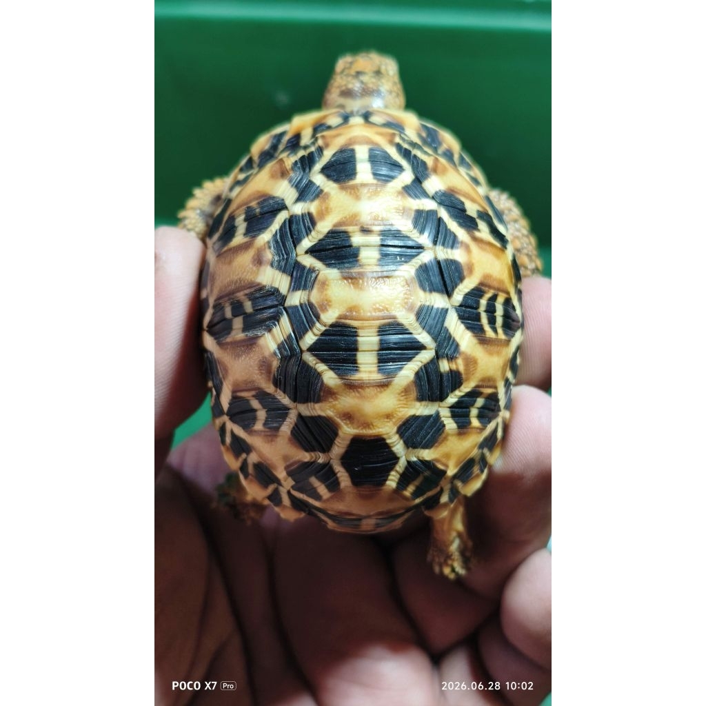 Indian Star 7 Cm