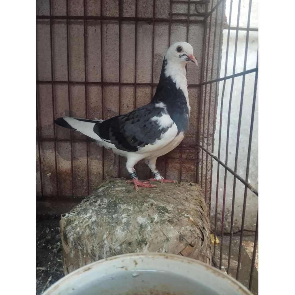 Merpati Balap Piyikan 1 ekor. doble ring