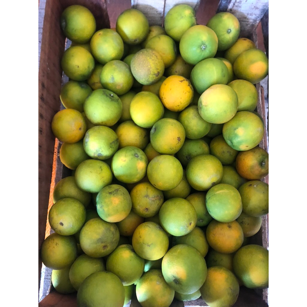 Jeruk Peras Baby Java 1 kg