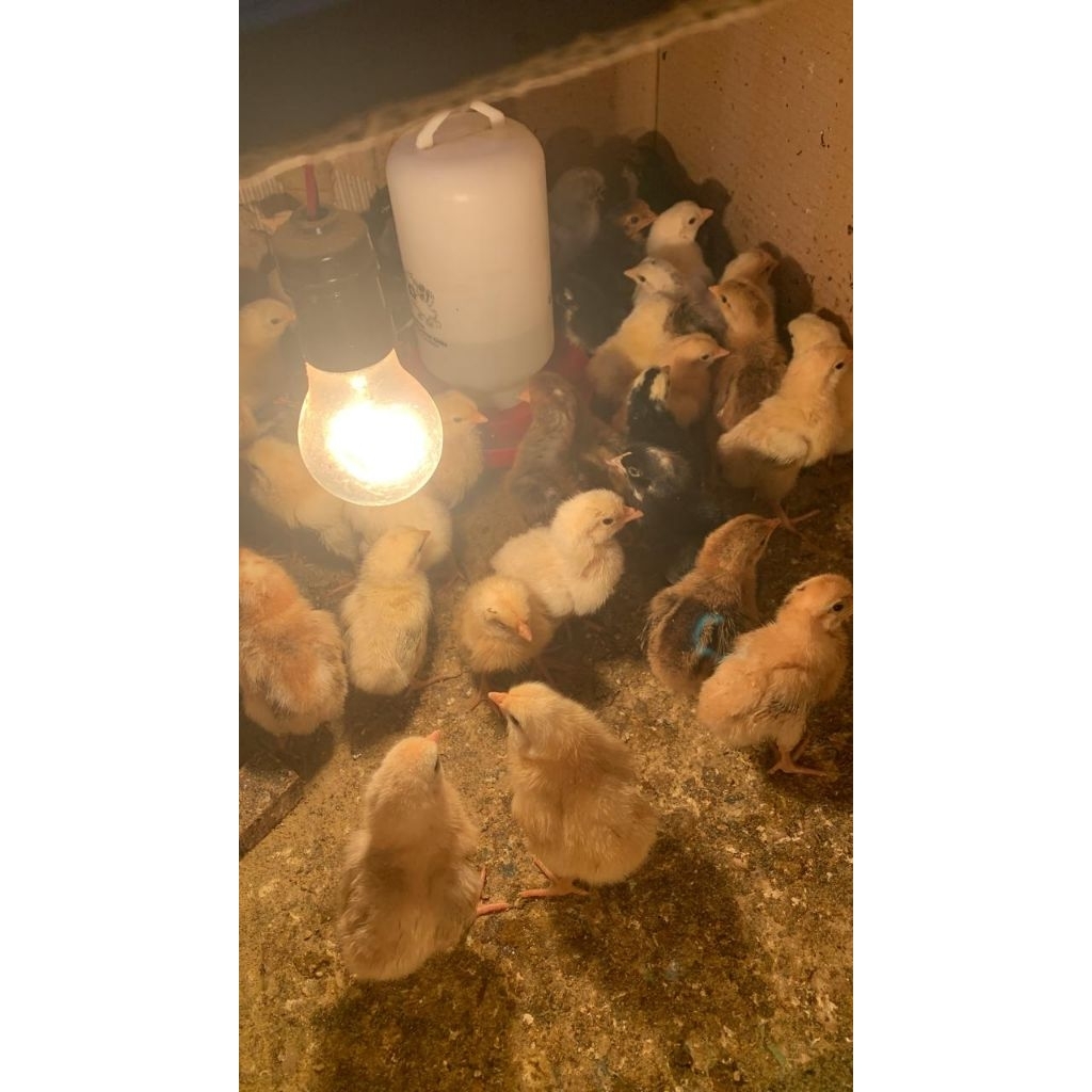 Ecer Bibit DOC AKY Anak Ayam Kampung Yudistira Anakan Bandung