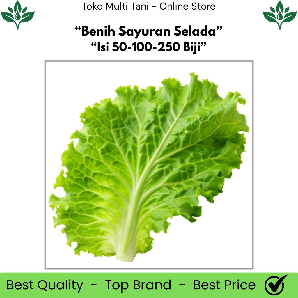 Benih Sayuran Selada Isi 50/100/250 Biji - Benih Selada 50 Biji - Benih Selada 100 Biji - Benih Sela