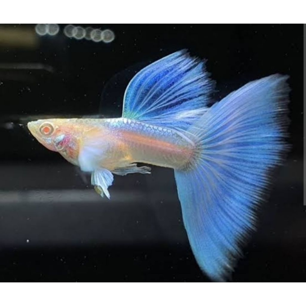Aksesoris Aquarium Sky Blue Guppy Satu Pasang Size Indukan Hiasan Aquarium |Ikan Hias Bozz Louhan|