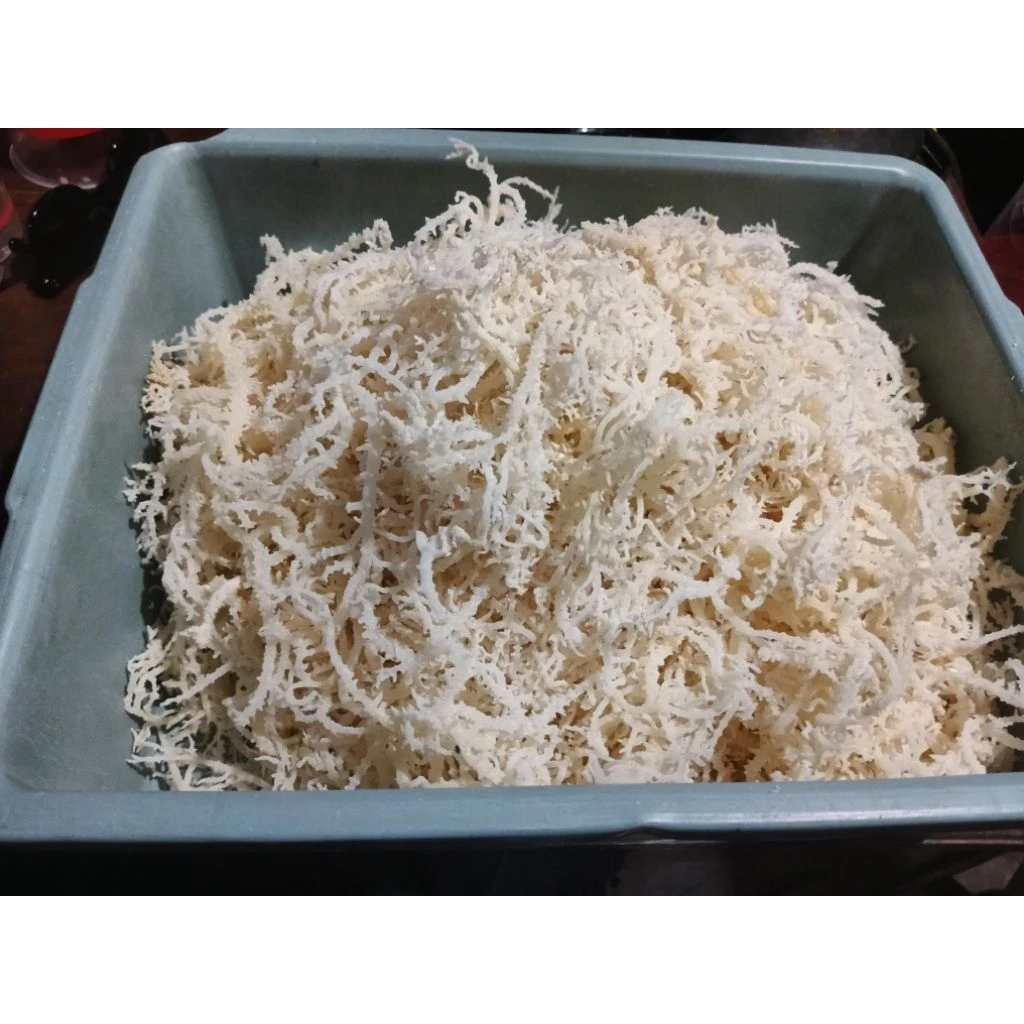 Rumput Laut Kering Kawat Rumput Laut kaku
