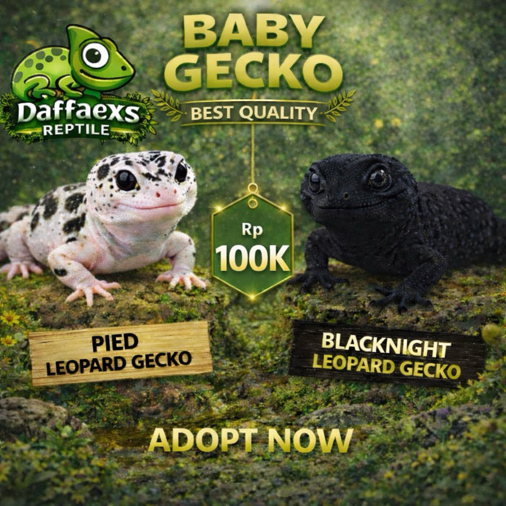 Mainan Gecko Leopard Pied/Blacknight Cross - Bisa Pilih Via Chat