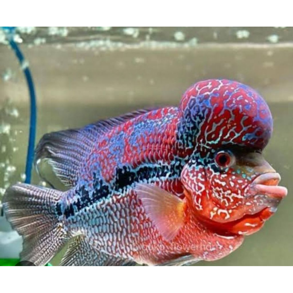 bergaransi louhan cencu grit A++ 7-9cm