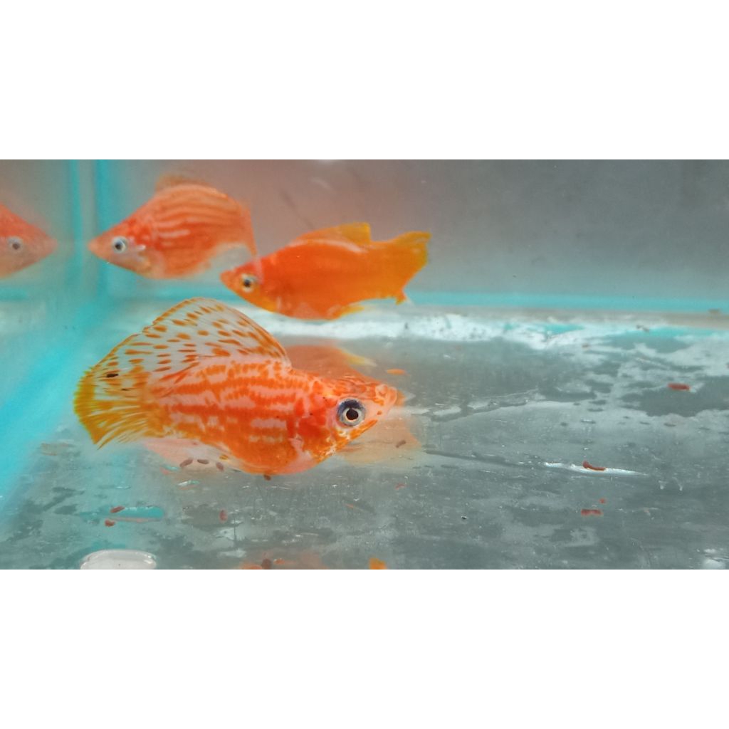 Ikan molly sunkist sailfin