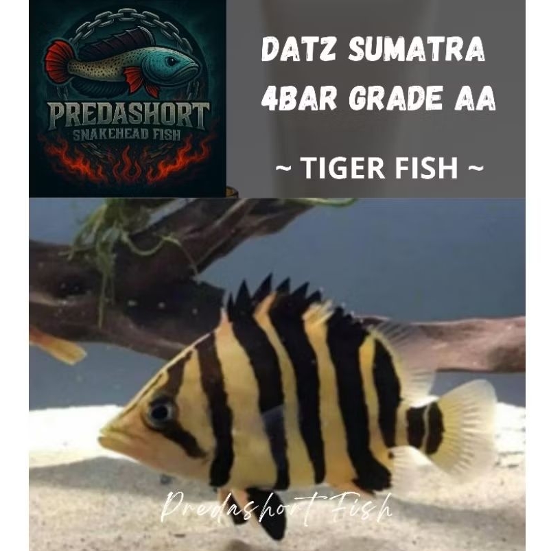 Tiger Fish Datz sumatra 4 BAR Grade AA Cross Belly Cross Neck bergaransi