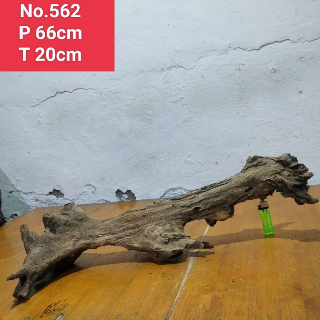 akar santigi laut ranting pohon santigi dekorasi aquarium aquascape 562