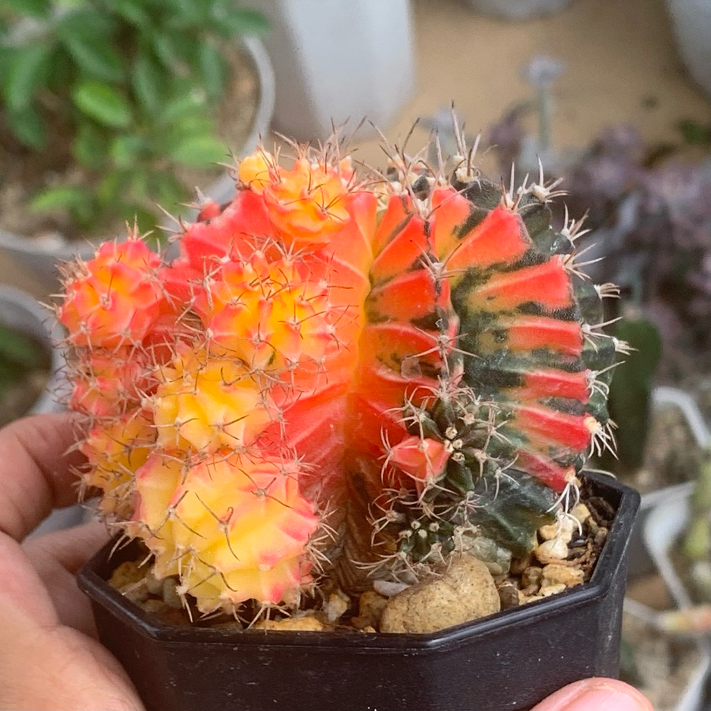 Gymnocalycium LB Hybrid Varigata kaktus gymno pink var tipis orange miha 2178 ribs lb2178 tanaman hi