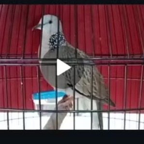 TEKUKUR KUK 3 JANTAN GACOR