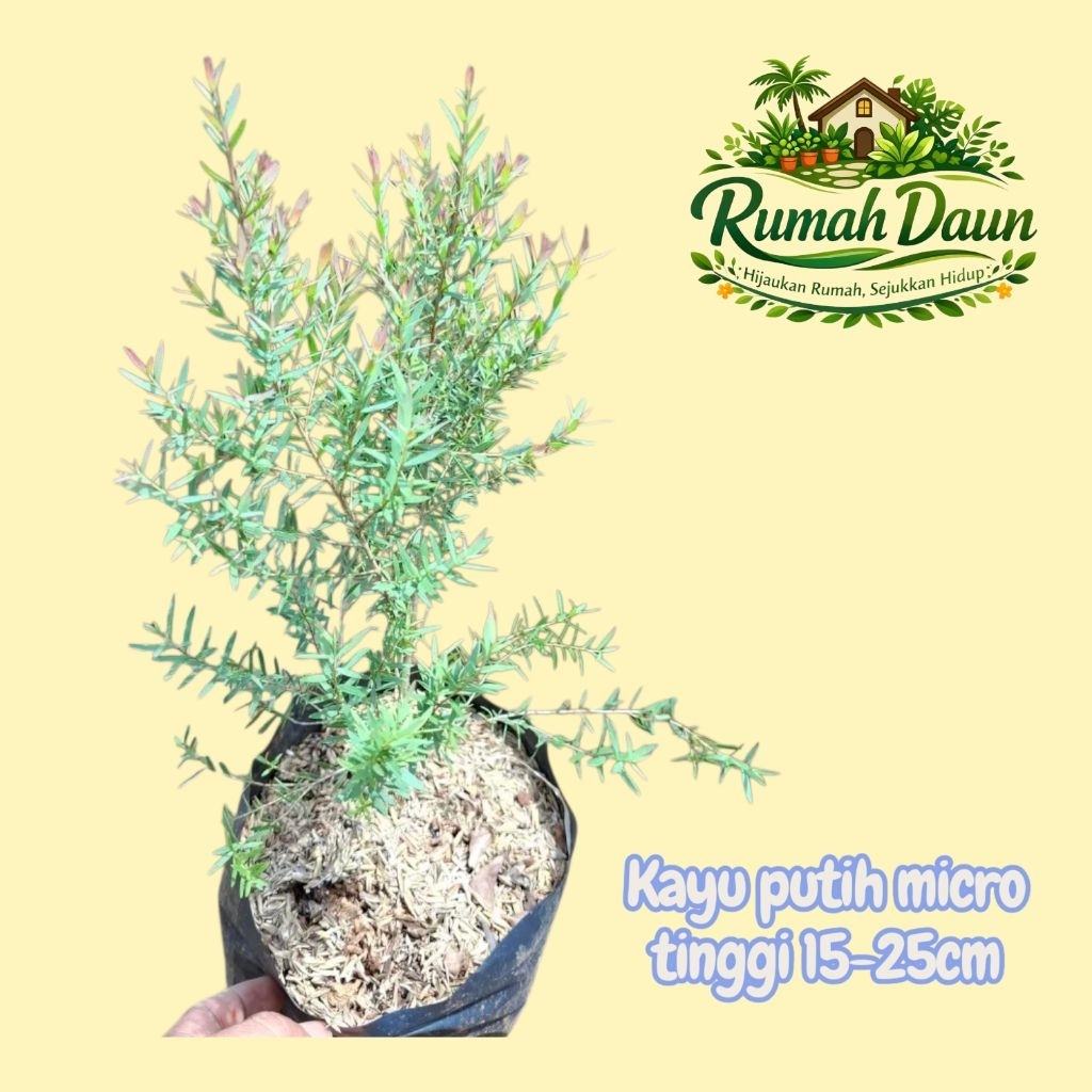 tanaman hias kayu putih micro tinggi 15-25cm - pohon kayu putih micro