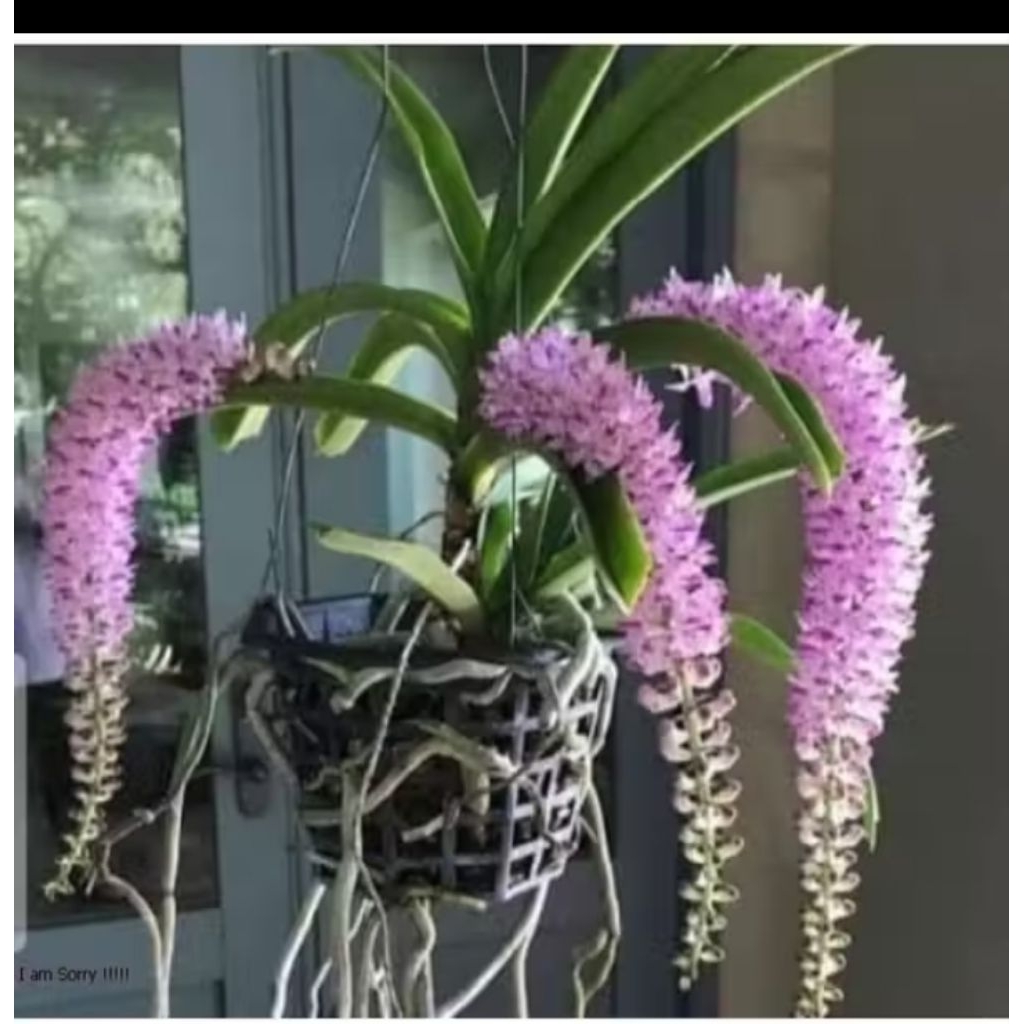 Anggrek retusa siap berbunga 3 plant