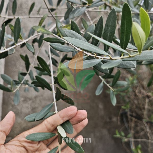 Tanaman Pohon Zaitun Asli Kondisi Rimbun Besar