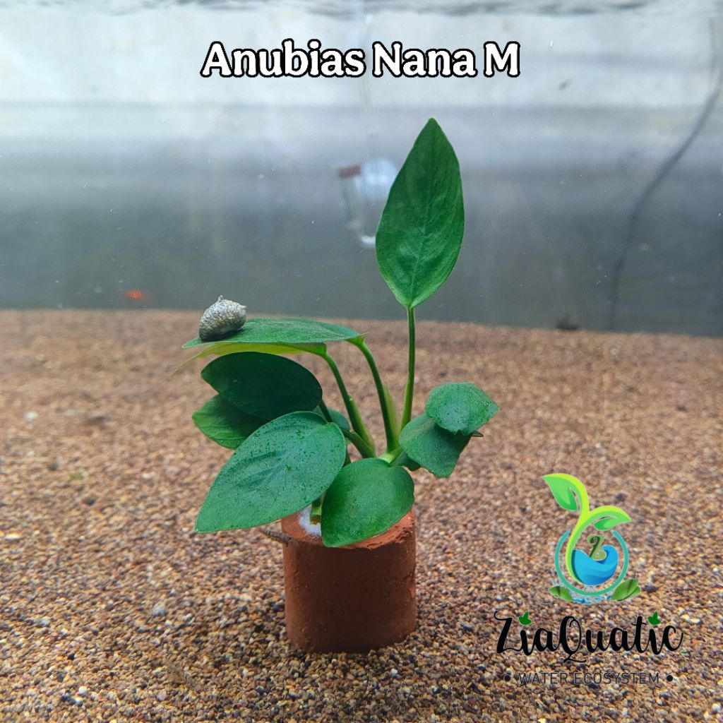 Anubias Nana Size S dan M - Tanaman Aquascape Aquarium Paludarium