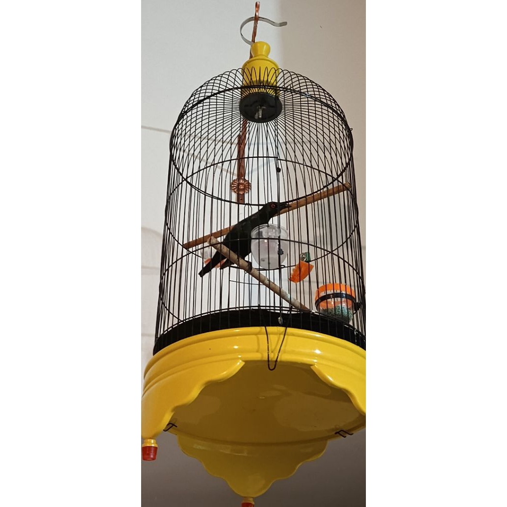 Cucak Keling / Perling, jinak total, gacor, teler, nyaut