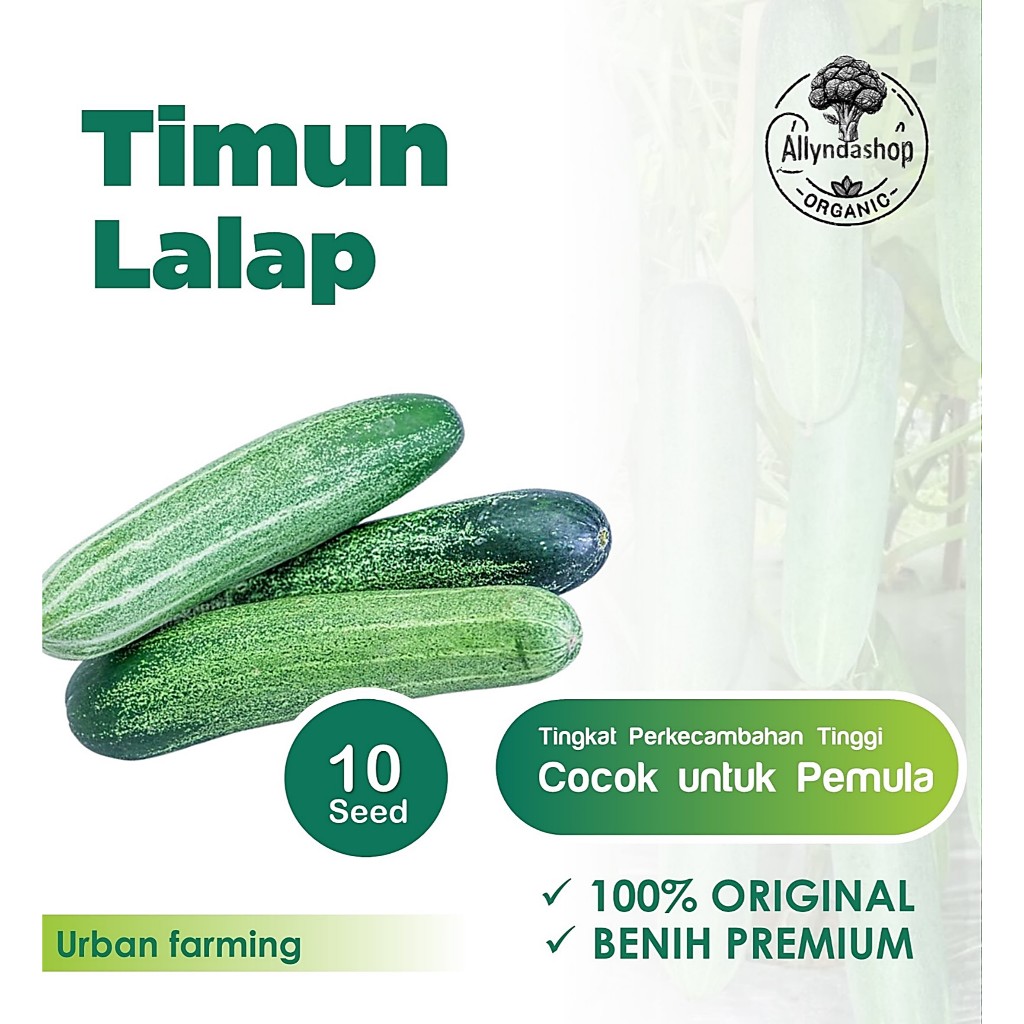 Benih Sayuran Timun Lalap Unggul