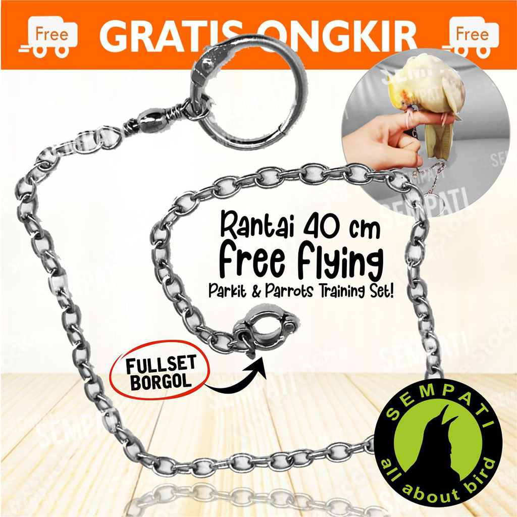 SEMPATI RANTAI BURUNG FALK RING BORGOL IMPORT 6 MM RANTAI FF UMBARAN FREE FLYING RANTAI GELANG KAKI 
