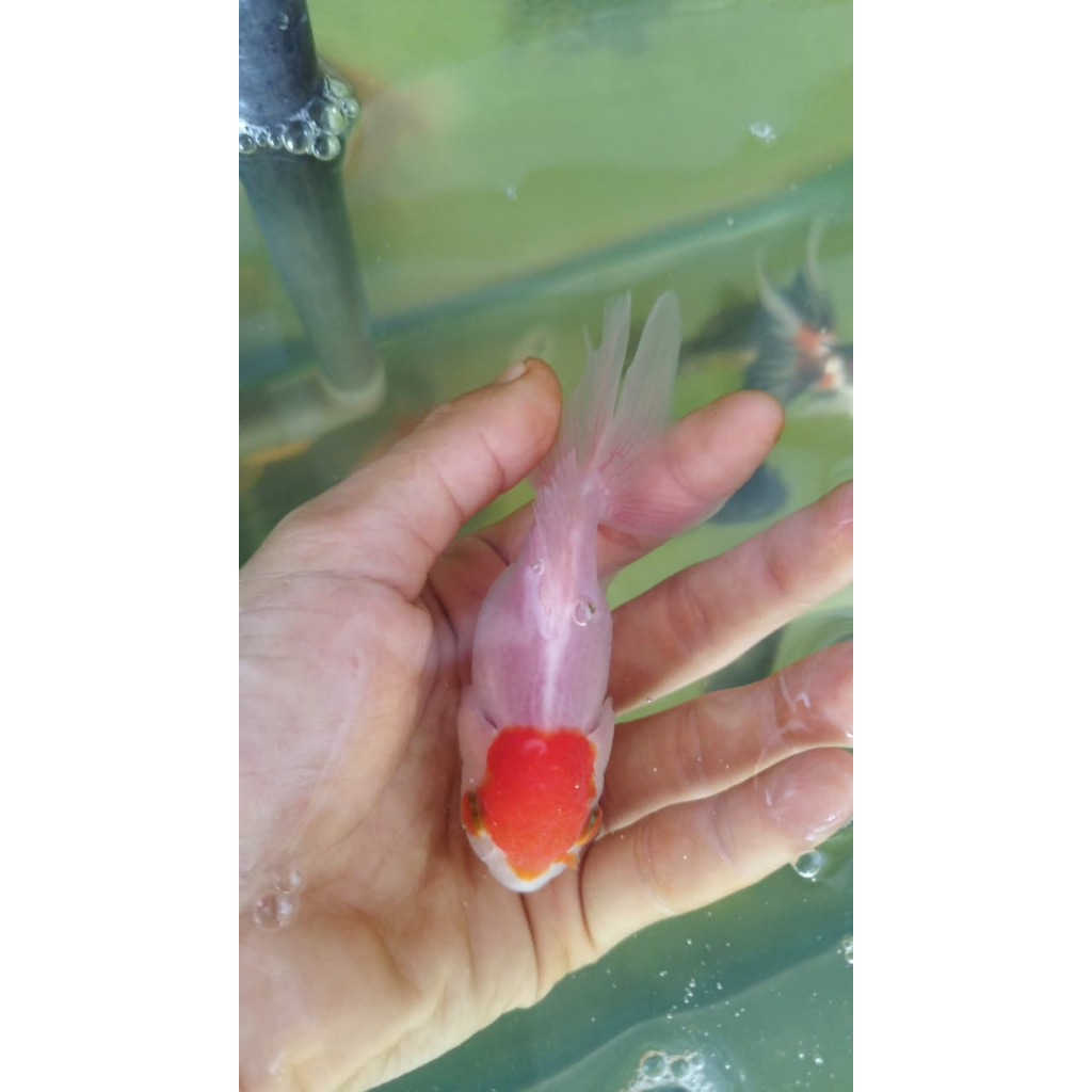 Koki Oranda 10Ekor Size 7-8CM-+