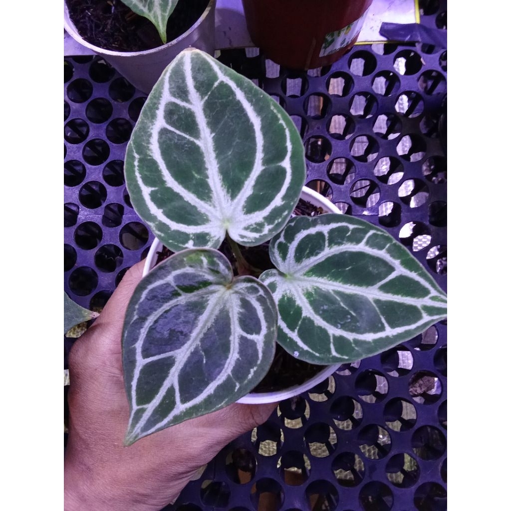 Anthurium hu x rc