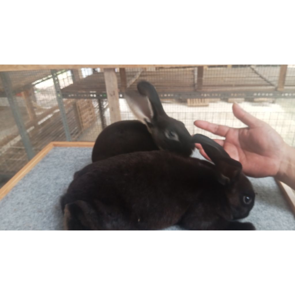 Sepasang Kelinci Remaja Jenis REX