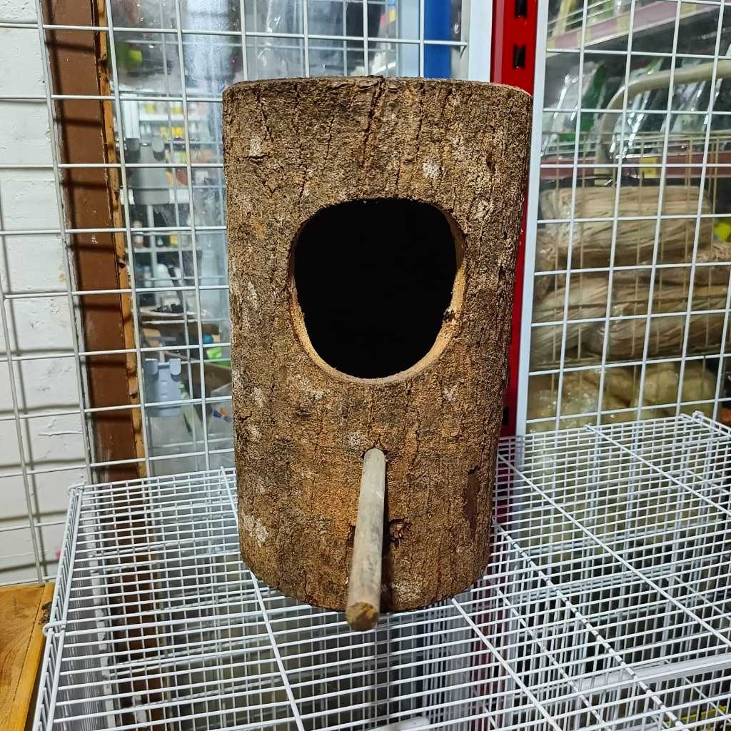 Glodok Burung Murai Batu Gowok Gelodok Pohon Sarang Bertelur Murai Batu