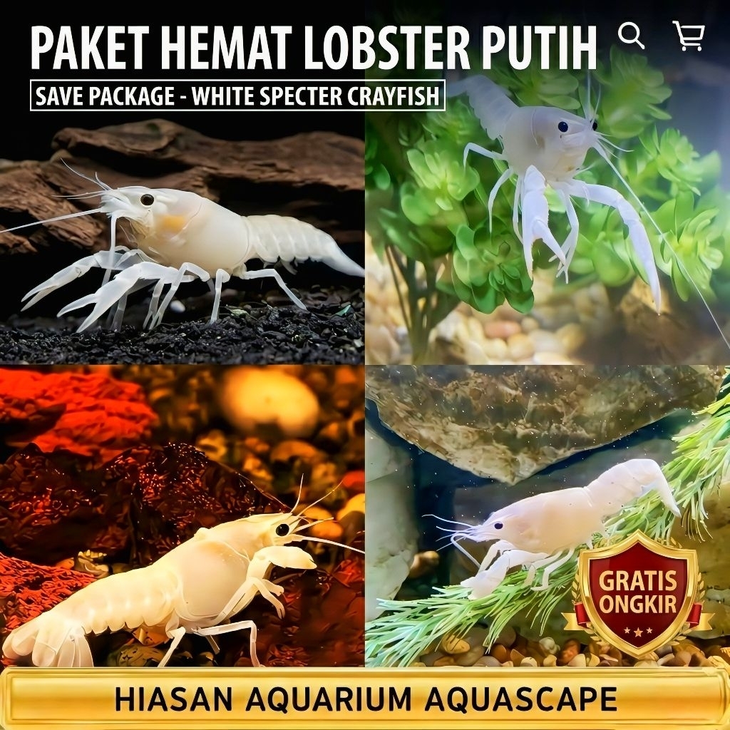 Lobster hias aquarium paket 4 ekor lobster air tawar Putih  hiasan aquarium size 4/6 cm