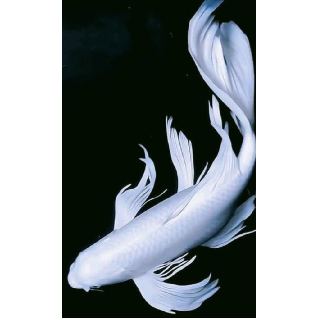 PPROMO PAKAN/KOI PLATINUM SLAYER 30CM
