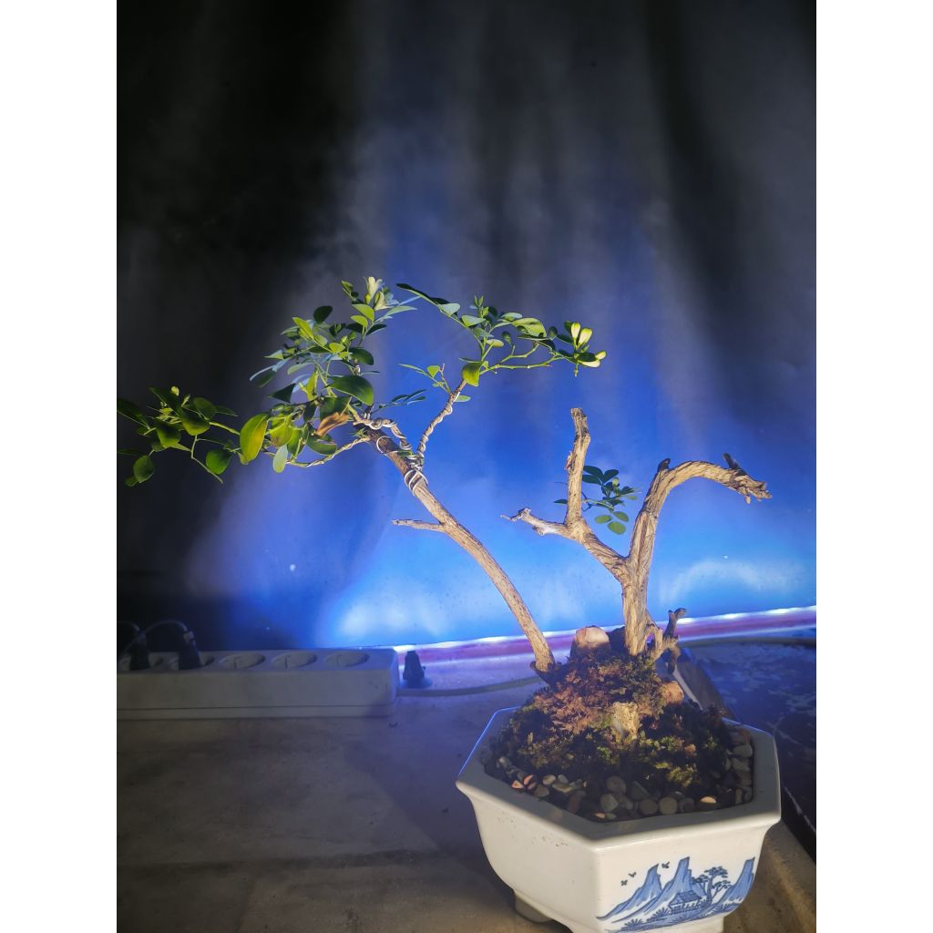 Bonsai Kemuning