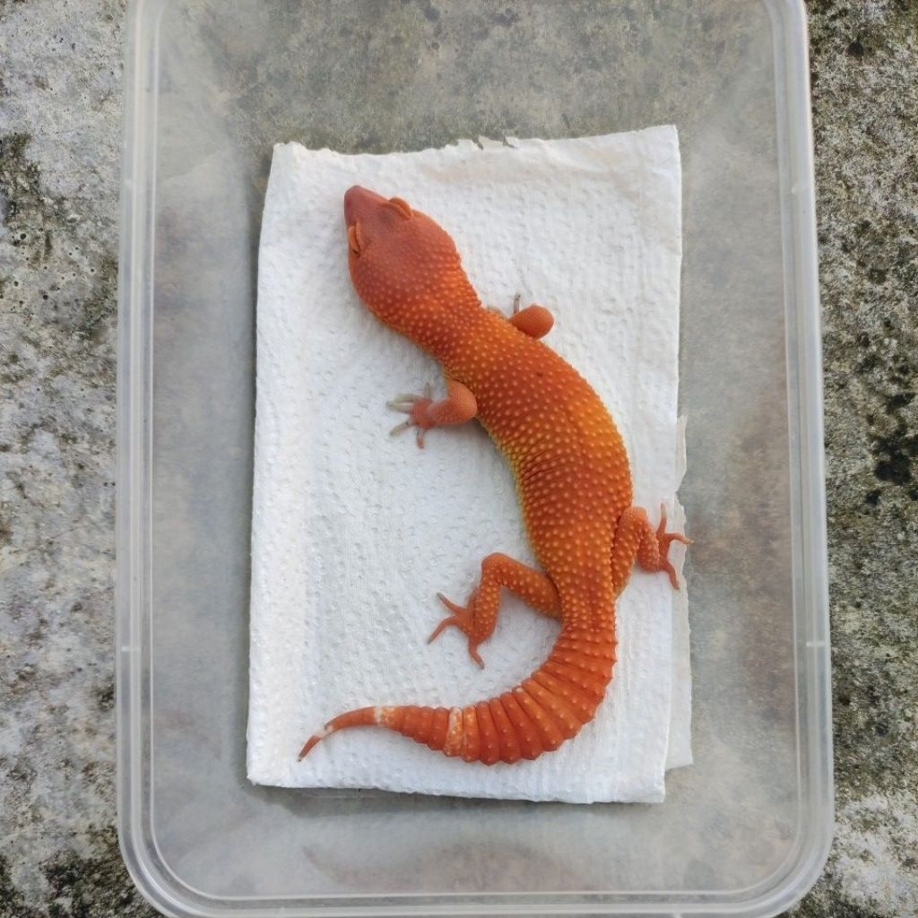 MAINAN ANAK GECKO JUVE_SHTCTB FEMALE
