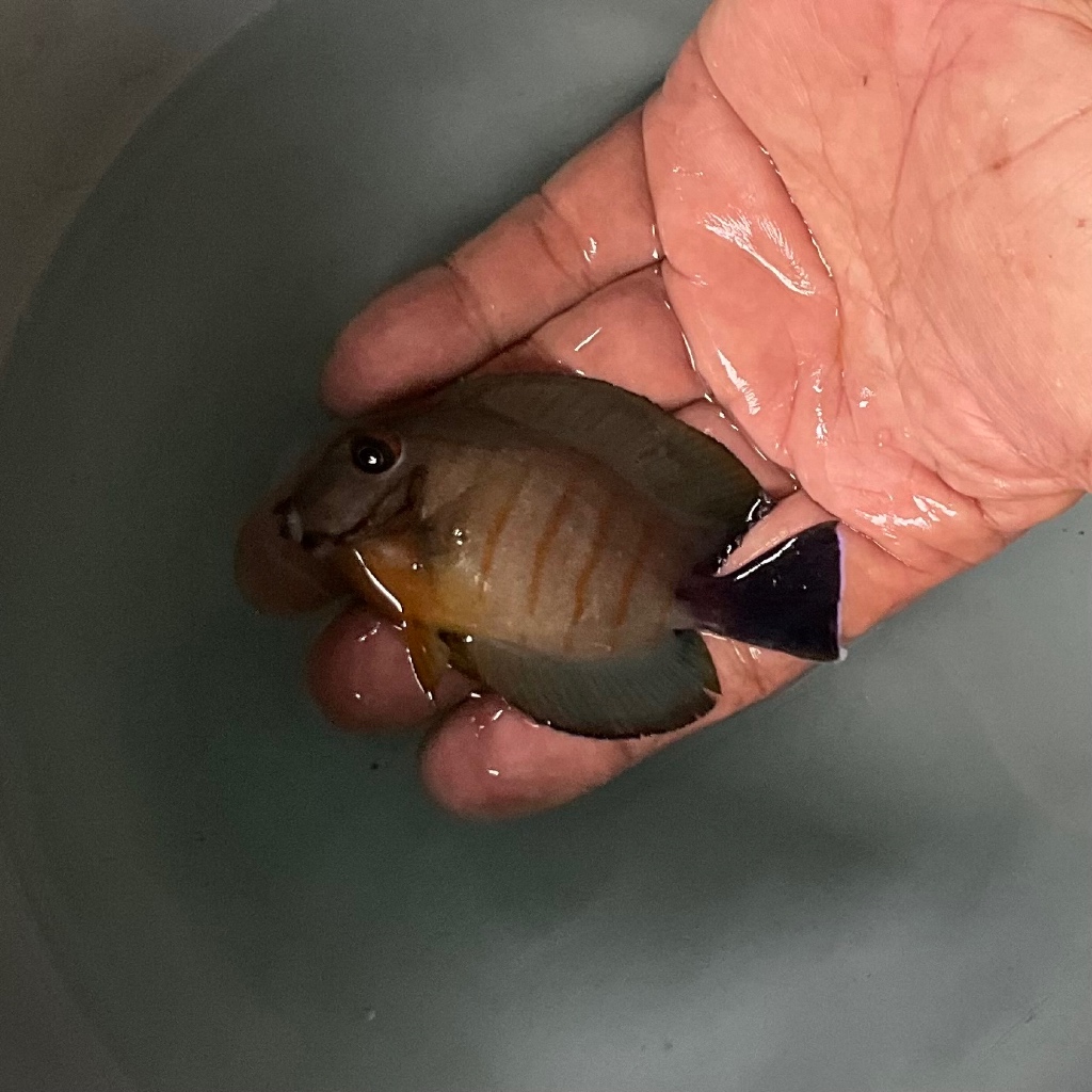 Ikan Hias Laut Botana Abu Doreng
