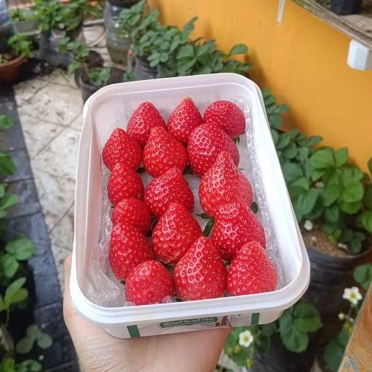 Bibit Strawberry Mencir Mudah Berbuah