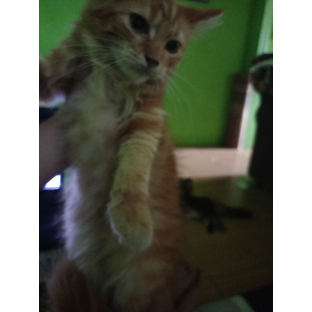 Kucing Munchkin jantan / kucing cebol / kucing oren