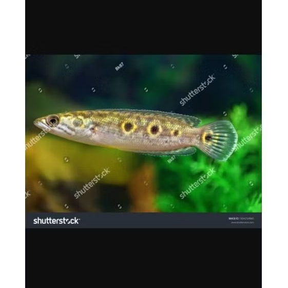 kebutuhan hiasan chana pleuro