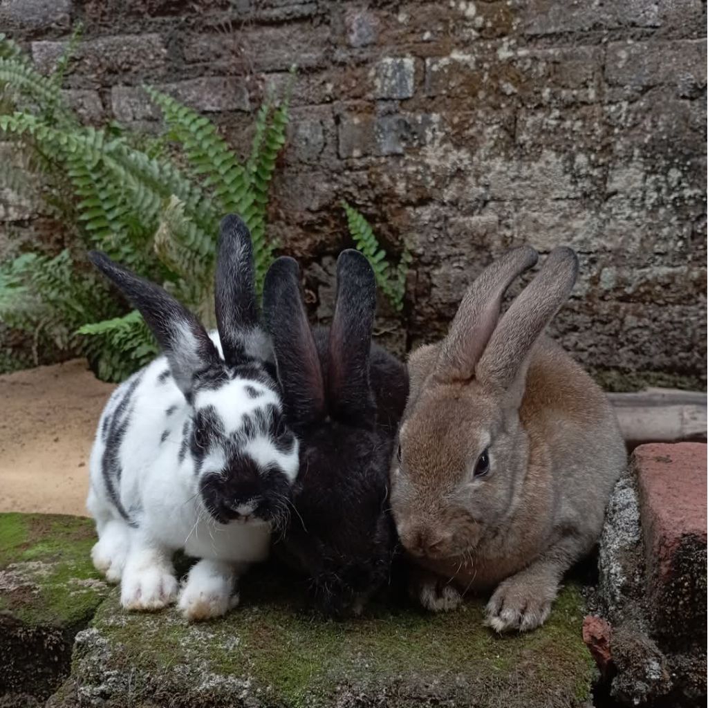 Anakan Kelinci Rex Jantan 50 hari