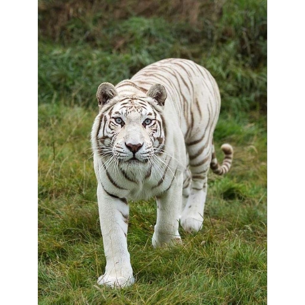 POSTER CETAK, JUMBO HARIMAU PUTIH HIASAN DINDING BISA COD