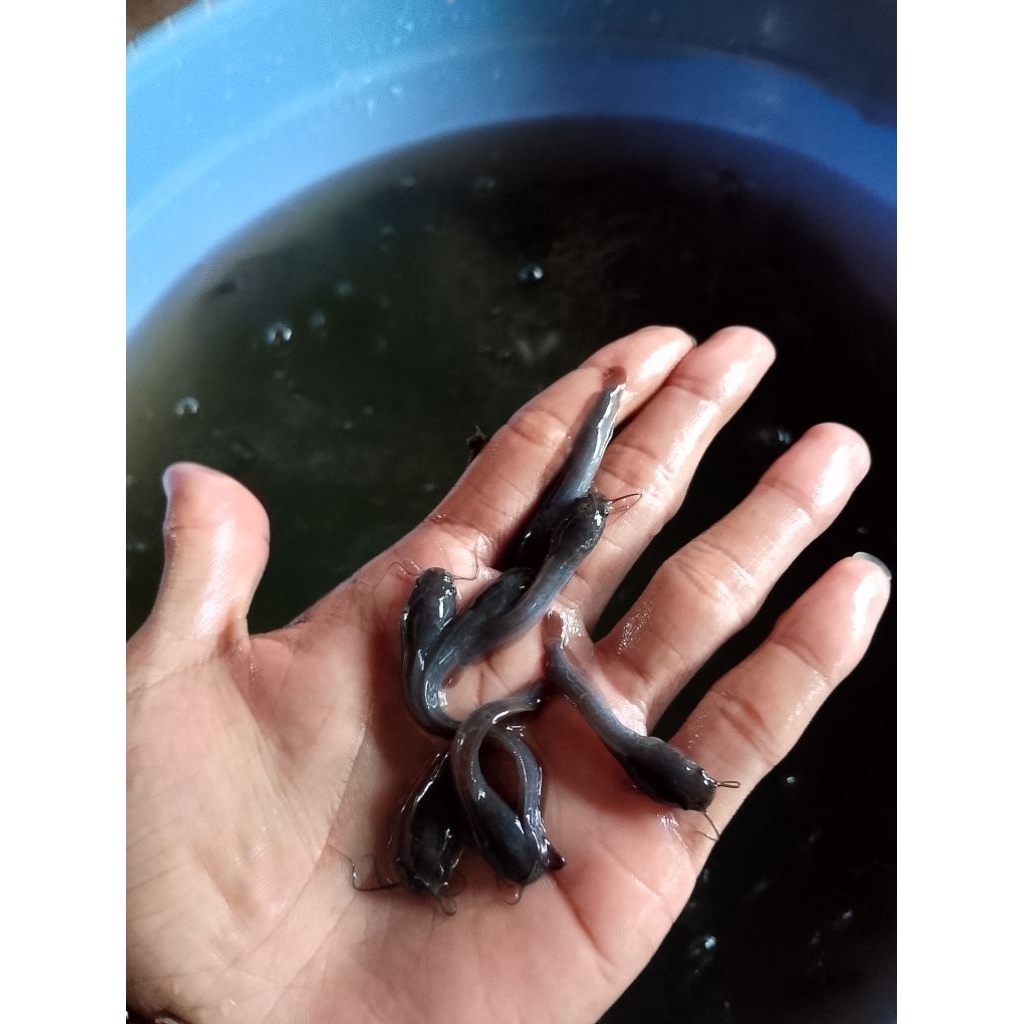 Bibit Lele Ukuran 4-5 cm Berkualitas Paket isi 350 Ekor Benih Lele