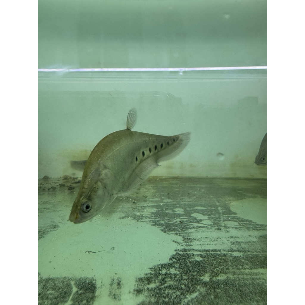 belida bangkok 15-20cm