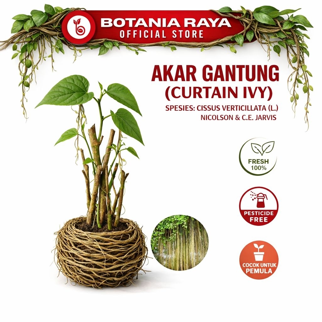 BOTANIA RAYA Tanaman Hias Akar Gantung Merah Curtain Ivy Tanaman Rambat Anti Polusi Udara & Radiasi