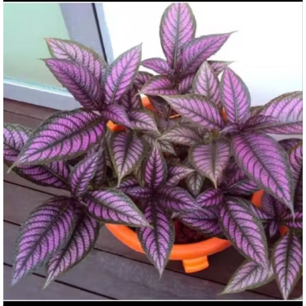 tanaman hias keji beling ungu/Persian ungu