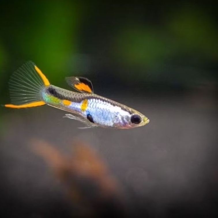 Hiasan aquarium endler dekorasi aquascape edler endler hiasan