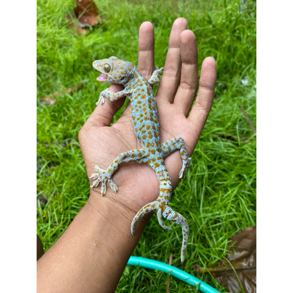 barang antik tokek ekor cabang 3 asli kota solo