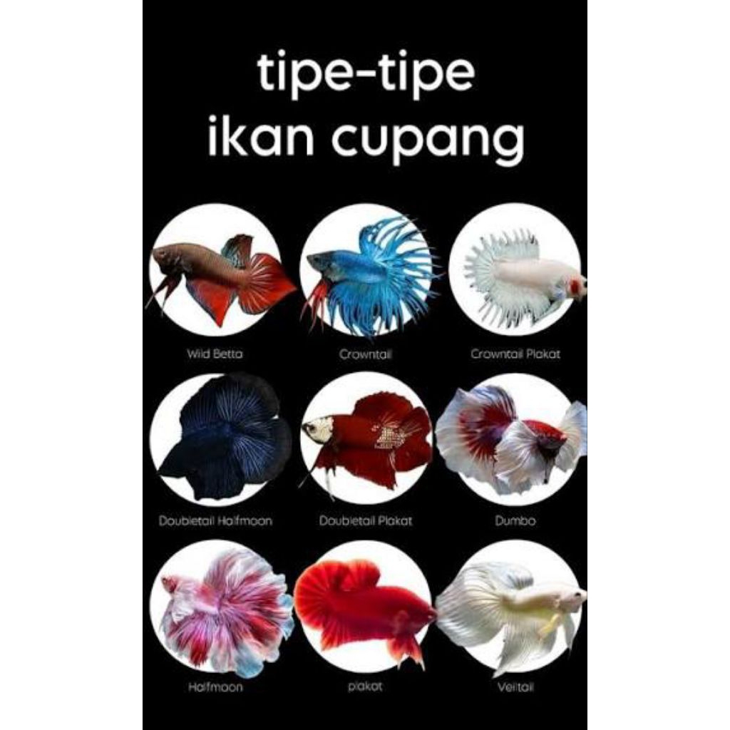 cupang lubukan 10.000 dapat 10 ekor di jamin the best ikannya