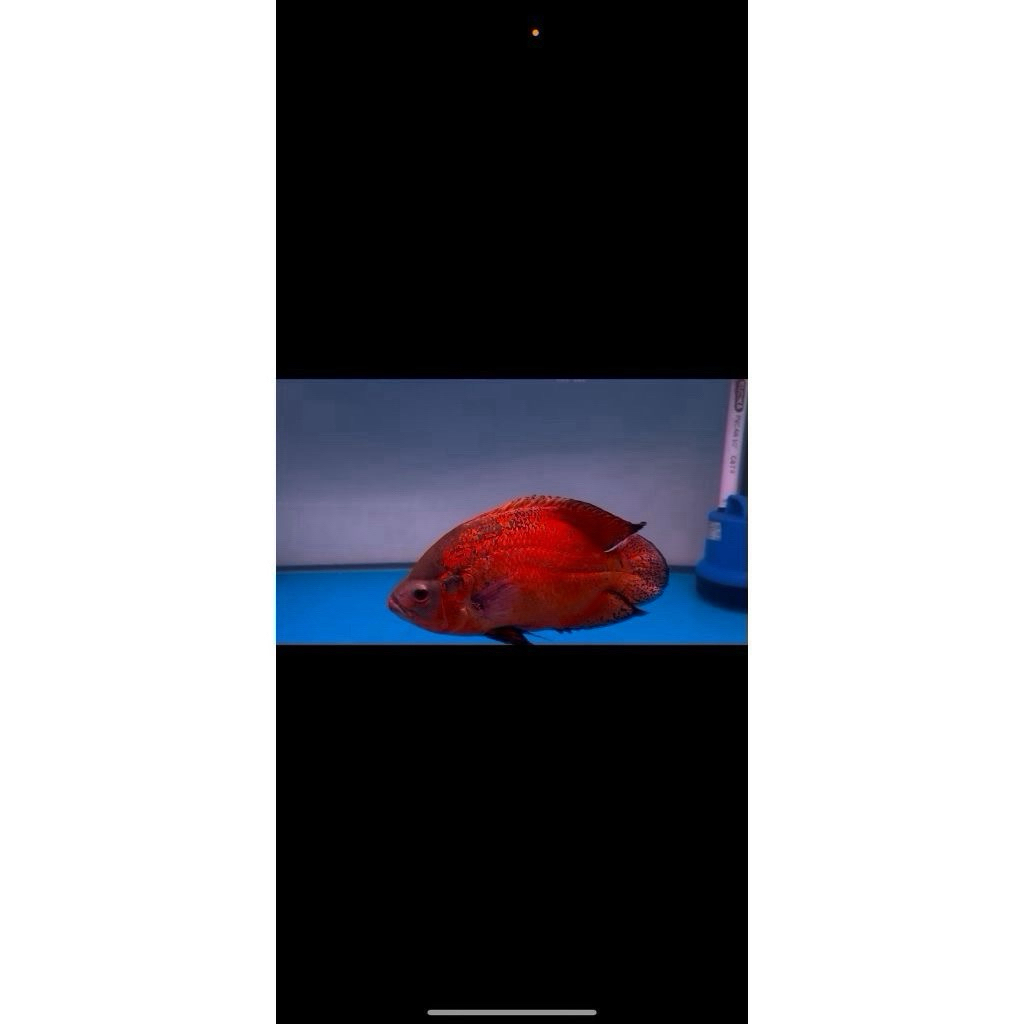 Oscar Red Paris Black 25cm