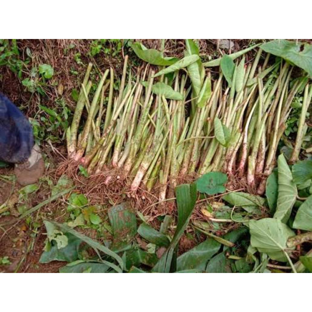 bibit talas bogor pratama 1 isi 100