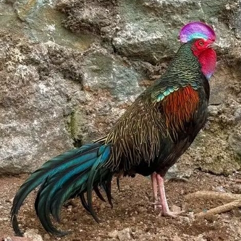 TELUR AYAM HUTAN HIJAU ORI UNTUK DITETASKAN