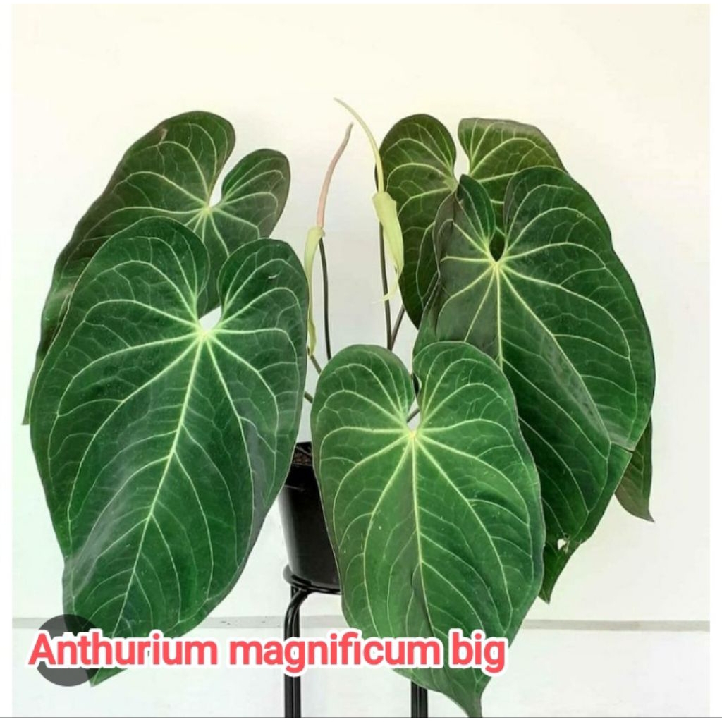 tanaman anthurium magnificum jumbo/kuping gajah daun lebar