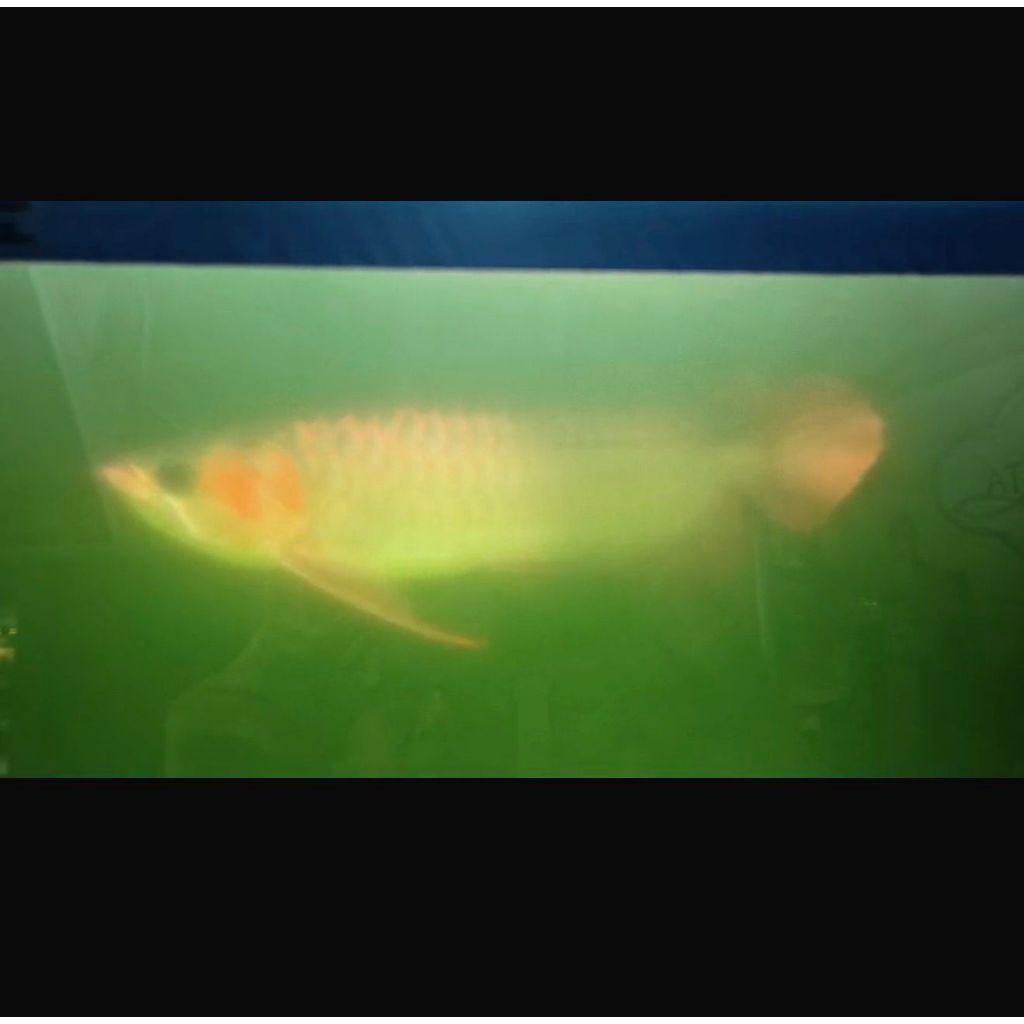 Ikan Arwana Super Red Ukuran ± 45 cm (TERMASUK SERTIFIKAT+ CHIP)